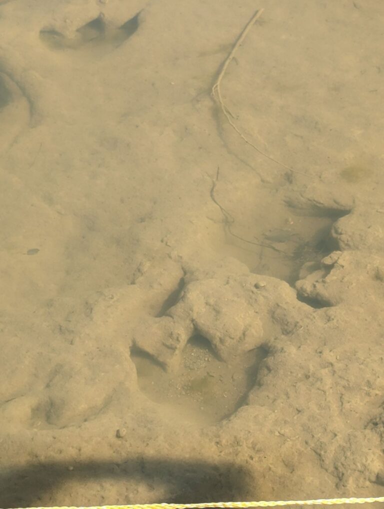 20240407_dinofootprints