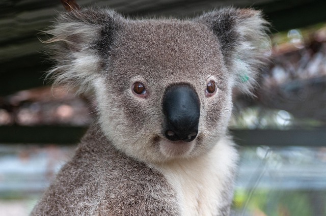 australia, animals, koala, nature, animal, australian, cute, tree, fur, gray, creature, grays, creatures, koala, koala, koala, koala, koala
